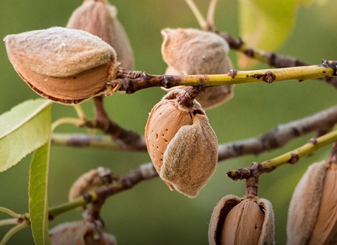 خرید بادام مامایی با شرایط ویژه + قیمت فروش استثنایی